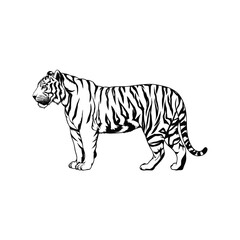 Tiger Silhouette With white background