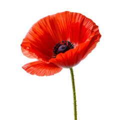 Red Poppy Flower: Image, Stock Photo isolated on transparent background