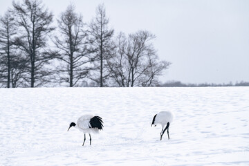 タンチョウの世界