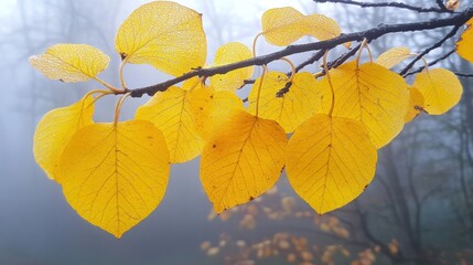 Fototapeta premium Misty autumn branch, yellow leaves, forest background, nature poster