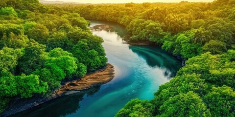 Fototapeta premium A peaceful river meandering through a dense mangrove forest, surrounded by lush greenery and calm waters