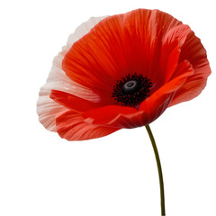 Stunning Red Poppy Flower Image isolated on transparent background