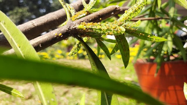 Aphids insects in the plant. This &nbsp;are small&nbsp;sap sucking&nbsp;insects&nbsp;and members of the&nbsp;superfamily&nbsp;Aphidoidea. Its other names include&nbsp;greenfly&nbsp;and&nbsp;blackfly. Small insects.