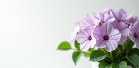 White and purple Angelonia flowers in a pot with green leaves, leaf, flower, white