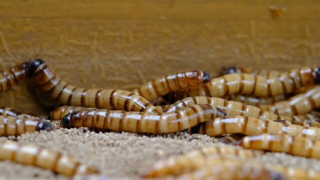 King mealworm (zophobas morio) is a popular feed ingredient that is widely used to give to reptiles, songbirds and other poultry.