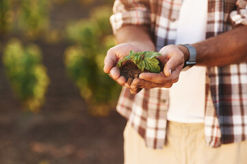 Showing the plant in soil in hands. Farmer is on the agricultural field