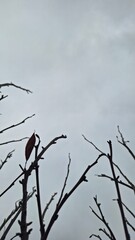 Thin branches of a shrub in winter