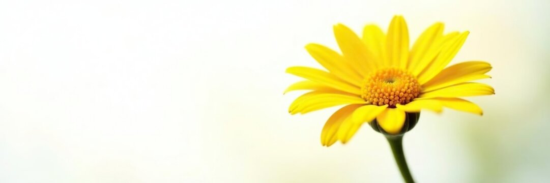 White background with yellow Euryops pectinatus, flower, euryops