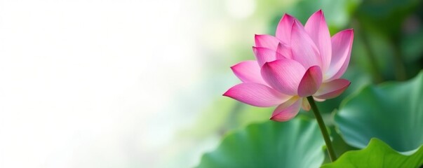 Roseum plenum lotus flower in a serene environment on white background, nature, calming, simple