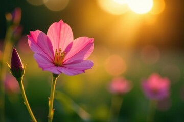 Fototapeta premium Pink Evening Primrose in full bloom with golden light, flora, evening primrose, golden hour