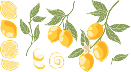 Set of hand drawn lemon branch. Vector illustration of branch with lemon fruits and leaf.