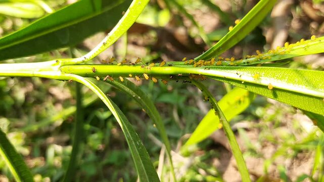 Aphids insects in the plant. This &nbsp;are small&nbsp;sap sucking&nbsp;insects&nbsp;and members of the&nbsp;superfamily&nbsp;Aphidoidea. Its other names include&nbsp;greenfly&nbsp;and&nbsp;blackfly. Small insects.