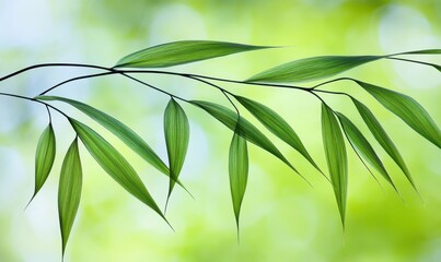 Obraz premium Bamboo leaves on branch with blurred green nature background for tranquility