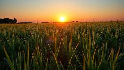 A verdant meadow glows with an otherworldly light as the sun dips low in the horizon, grass, sunset