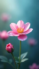 Fototapeta premium A delicate flower blooming in a garden amidst a gentle pink and blue gradient, blossom, bloom