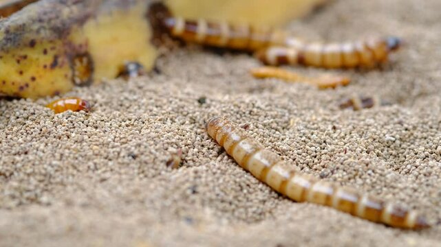 King mealworm (zophobas morio) is a popular feed ingredient that is widely used to give to reptiles, songbirds and other poultry.