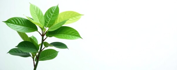 Obraz premium Long-stemmed plant with large leaves on a white background, eurycoma longifolia, green, tropical