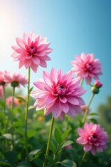 Obraz premium Pink dahlias sway gently in the summer breeze, flower stems, flowering plants, garden plants