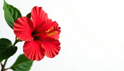 White background with a prominent red hibiscus flower as the focal point, flowers, bright, colorful