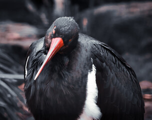 red billed stork