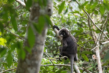 Dusky Leaf Monkey, the spectacled langur or the spectacled leaf monkey climbing a tree