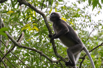 Dusky Leaf Monkey, the spectacled langur or the spectacled leaf monkey climbing a tree