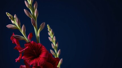 Red tropical flower on dark blue background for exotic designs, travel blogs, and summer-themed projects. Vibrant floral imagery for creative content.