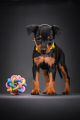 A black and tan miniature pinscher puppy stands next to a toy. Colorful Dog Toy