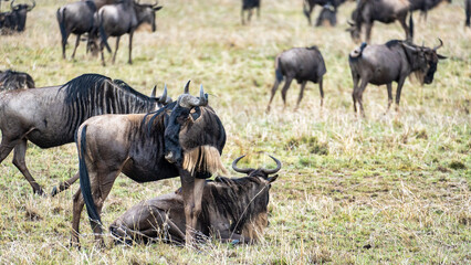 Witness the spectacular Wildlife Gathering of Wildebeests as they roam vast Grasslands Serengeti...
