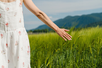 Woman hand touching green young wheat plants in field at summer. People in nature.