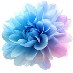 Fototapeta premium Blue flower with pink petals blooming in a garden setting under natural light isolated on transparent background.
