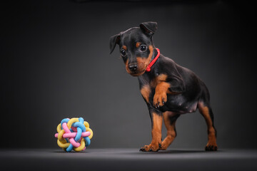 A black and tan miniature pinscher puppy plays with a multi-colored ball.