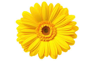 Bright yellow gerbera daisy with vibrant petals and a textured center, isolated on white background