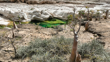 Discover Kalysan Canyon in Socotra Islands unique vegetation and stunning geology