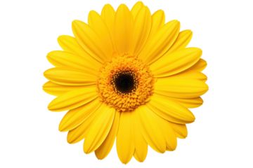 Bright yellow gerbera daisy with vibrant petals and a textured center, isolated on white background