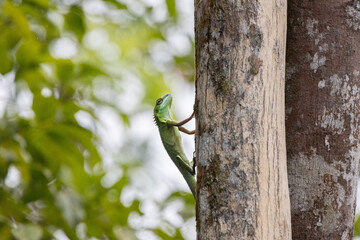 Spineless forest lizard climbing a tree