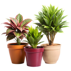 Indoor Plants: Potted Houseplants isolated on transparent background