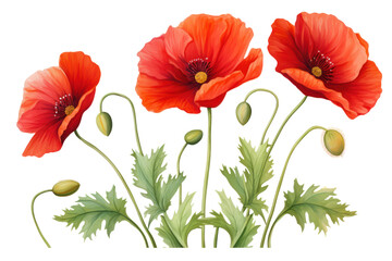 Naklejka premium Bright red poppies in full bloom with delicate petals and green stems isolated on white background
