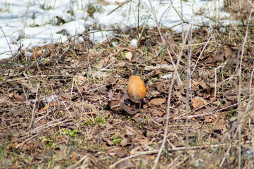 Winter Walk in the Park