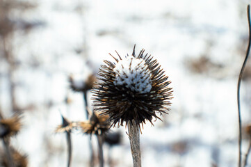 Winter Walk in the Park