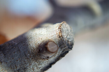 Winter Walk in the Park