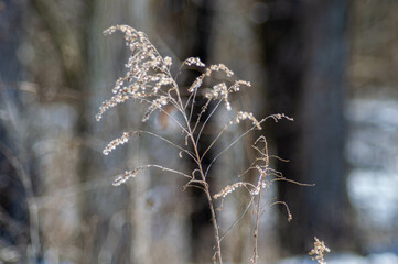 Winter Walk in the Park