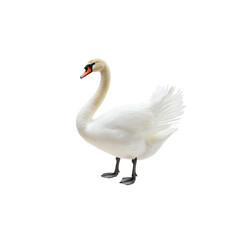 Obraz premium Elegant White Swan Gracefully Posing against a Clean White Background