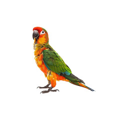 Obraz premium Vibrant Tropical Parrot with Colorful Plumes and Expressive Posture