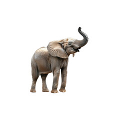 Obraz premium Majestic Elephant with Raised Trunk in a Natural Habitat Setting