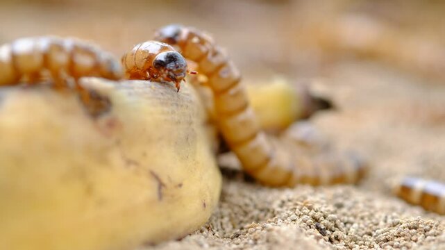 King mealworm (zophobas morio) is a popular feed ingredient that is widely used to give to reptiles, songbirds and other poultry.