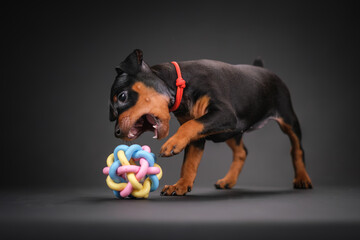 A black and tan miniature pinscher puppy plays with a multi-colored ball.