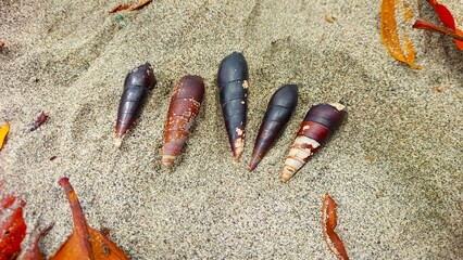 A group of hermit crabs or umang-umang (hermit crabs) on the sand crawling on the edge of the sea