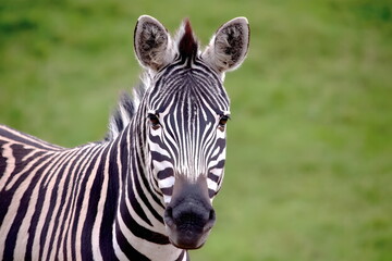 A zebra with distinct black and white stripes stands in a lush green field under the open sky