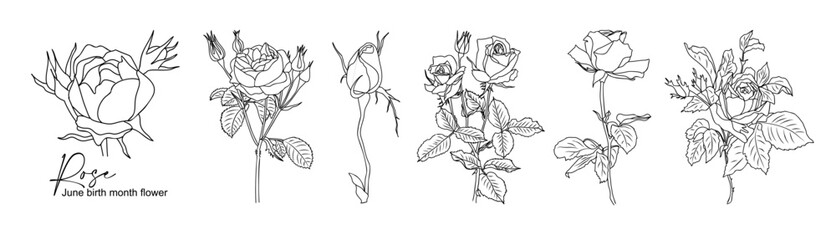 Rose June Birth month flower line art vector illustrations set isolated on white background. Modern minimalist design for logo, tattoo, wall art, poster, packaging, stickers. Black ink sketch.